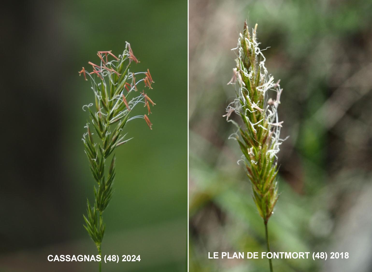 Sweet vernal grass